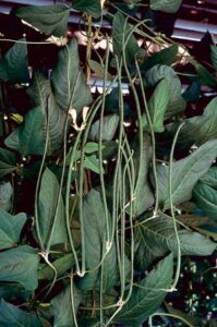Discover Fresh Green Beans Image